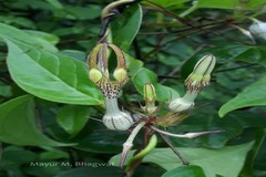 Ceropegia vincifolia